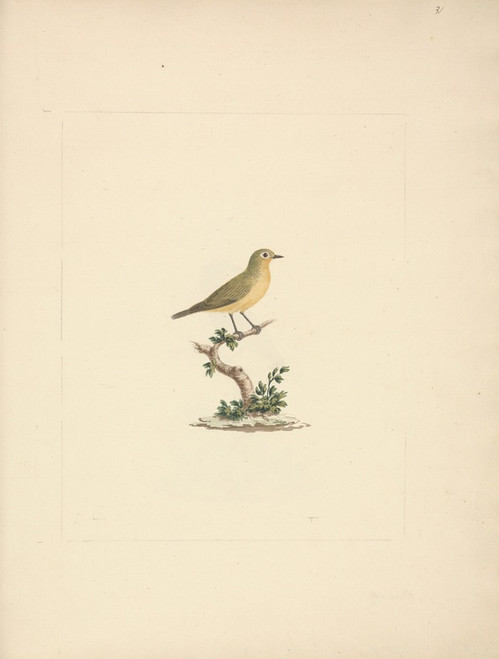 Digital Print - Unidentified Bird by Luigi Balugani