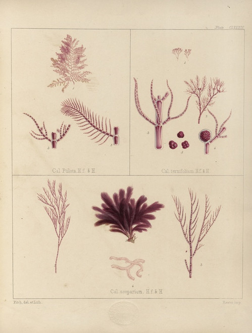 Digital Print - Cryptogamic botany of the Antarctic voyage of H.M. Discovery ships Erebus and Terror in the years 1839 Pl.59 by Walter Hood Fitch
