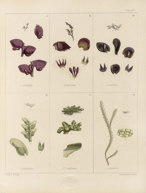 Digital Print - Cryptogamic botany of the Antarctic voyage of H.M. Discovery ships Erebus and Terror in the years 1839 Pl.10 by Walter Hood Fitch