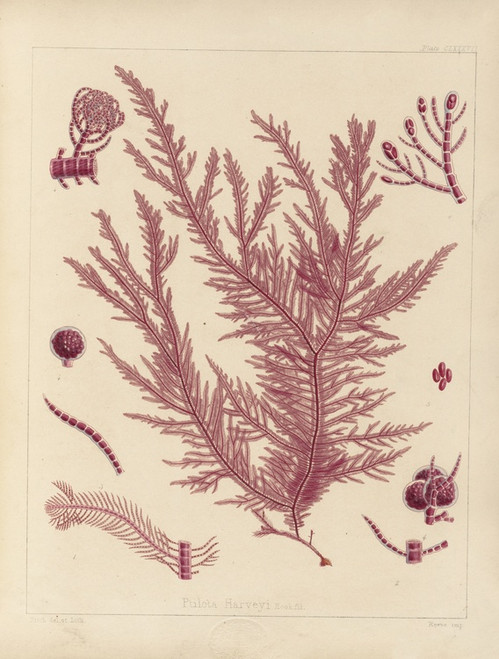Digital Print - Cryptogamic botany of the Antarctic voyage of H.M. Discovery ships Erebus and Terror in the years 1839 Pl.57 by Walter Hood Fitch
