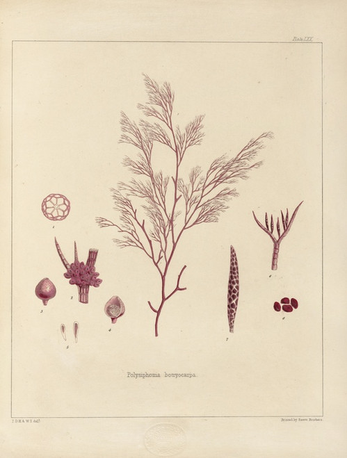 Digital Print - Cryptogamic botany of the Antarctic voyage of H.M. Discovery ships Erebus and Terror in the years 1839 Pl.14 by Walter Hood Fitch