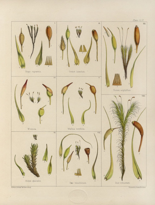 Digital Print - Cryptogamic botany of the Antarctic voyage of H.M. Discovery ships Erebus and Terror in the years 1839 Pl.26 by Walter Hood Fitch