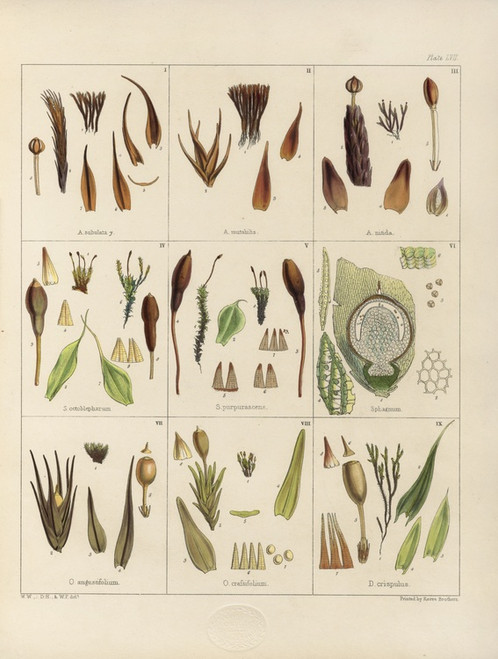 Digital Print - Cryptogamic botany of the Antarctic voyage of H.M. Discovery ships Erebus and Terror in the years 1839 Pl.01 by Walter Hood Fitch