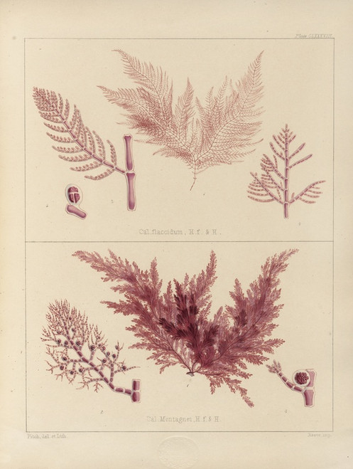 Digital Print - Cryptogamic botany of the Antarctic voyage of H.M. Discovery ships Erebus and Terror in the years 1839 Pl.58 by Walter Hood Fitch