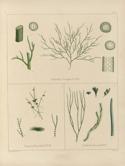 Digital Print - Cryptogamic botany of the Antarctic voyage of H.M. Discovery ships Erebus and Terror in the years 1839 Pl.60 by Walter Hood Fitch