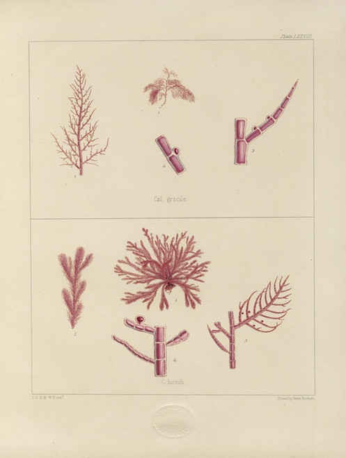 Digital Print - Cryptogamic botany of the Antarctic voyage of H.M. Discovery ships Erebus and Terror in the years 1839 Pl.22 by Walter Hood Fitch