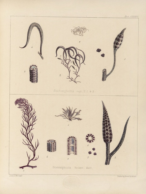 Digital Print - Cryptogamic botany of the Antarctic voyage of H.M. Discovery ships Erebus and Terror in the years 1839 Pl.56 by Walter Hood Fitch