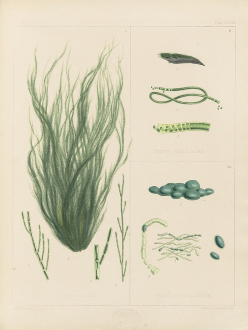 Digital Print - Cryptogamic botany of the Antarctic voyage of H.M. Discovery ships Erebus and Terror in the years 1839 Pl.63 by Walter Hood Fitch