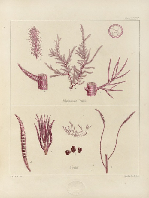 Digital Print - Cryptogamic botany of the Antarctic voyage of H.M. Discovery ships Erebus and Terror in the years 1839 Pl.18 by Walter Hood Fitch