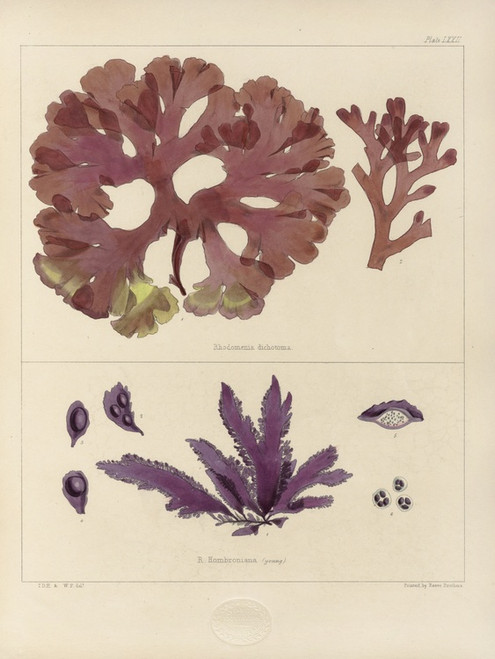 Digital Print - Cryptogamic botany of the Antarctic voyage of H.M. Discovery ships Erebus and Terror in the years 1839 Pl.16 by Walter Hood Fitch