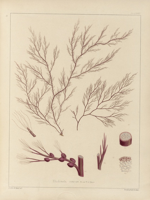 Digital Print - Cryptogamic botany of the Antarctic voyage of H.M. Discovery ships Erebus and Terror in the years 1839 Pl.55 by Walter Hood Fitch