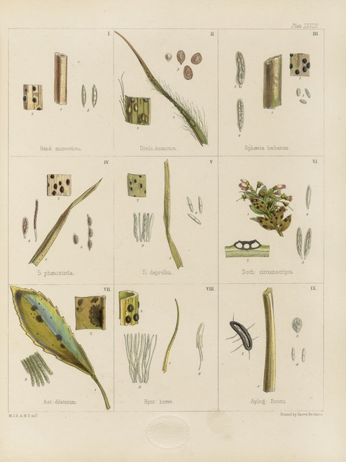 Digital Print - Cryptogamic botany of the Antarctic voyage of H.M. Discovery ships Erebus and Terror in the years 1839 Pl.12 by Walter Hood Fitch