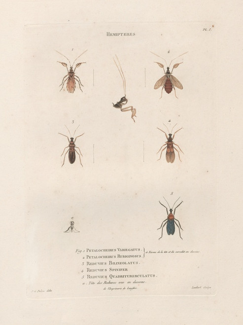 Digital Print - Insectes recueillis en Afrique et en Amrique Pl.57 by Jean Gabriel Pretre