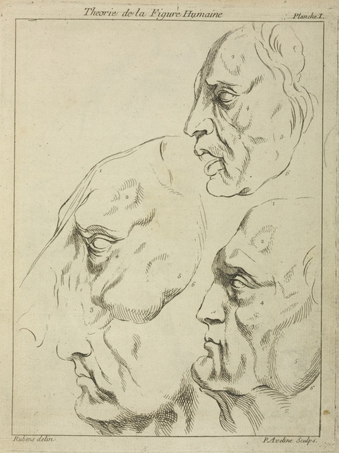 Digital Print - Four faces-three human, one horse- in profile by Peter Paul Rubens