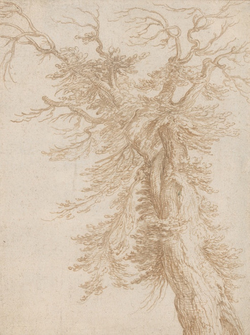 Digital Print - Study of a Tree by Jacob de Gheyn II Digital Print - Study of a Tree by Jacob de Gheyn II