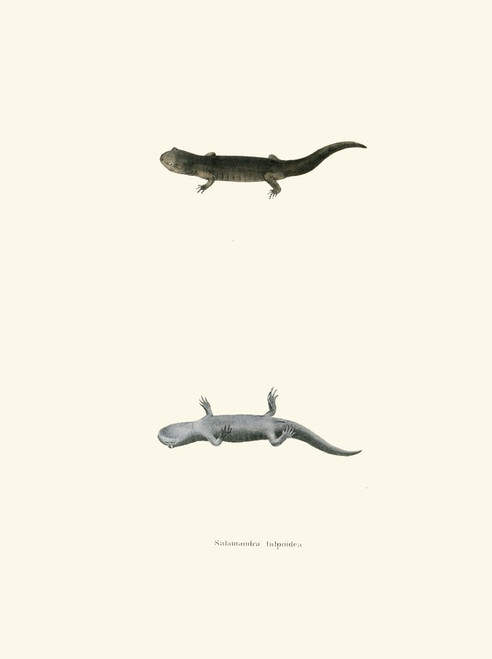 Digital Print - Salamandra talpoidea by John Edwards Holbrook