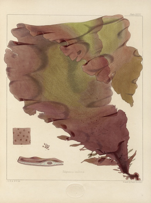 Digital Print - Cryptogamic botany of the Antarctic voyage of H.M. Discovery ships Erebus and Terror in the years 1839 Pl.17 by Walter Hood Fitch