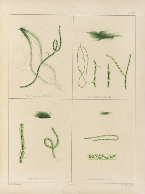 Digital Print - Cryptogamic botany of the Antarctic voyage of H.M. Discovery ships Erebus and Terror in the years 1839 Pl.61 by Walter Hood Fitch