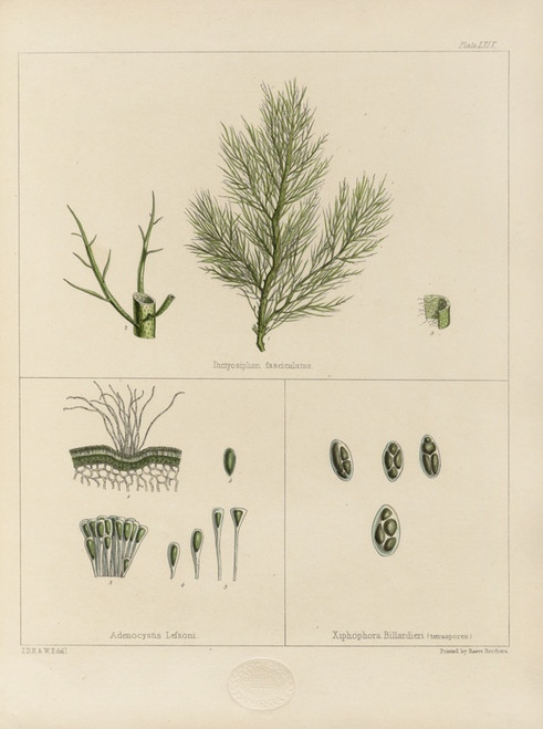 Digital Print - Cryptogamic botany of the Antarctic voyage of H.M. Discovery ships Erebus and Terror in the years 1839 Pl.13 by Walter Hood Fitch