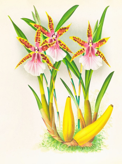 Digital Print - Miltonia blunti by Jean Jules Linden