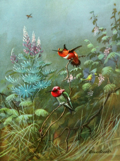 Digital Print - Rufous and Anna's humming birds by Allan Brooks