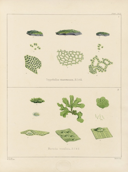 Digital Print - Cryptogamic botany of the Antarctic voyage of H.M. Discovery ships Erebus and Terror in the years 1839 Pl.64 by Walter Hood Fitch