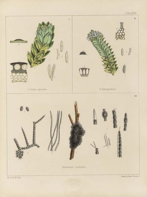 Digital Print - Cryptogamic botany of the Antarctic voyage of H.M. Discovery ships Erebus and Terror in the years 1839 Pl.11 by Walter Hood Fitch