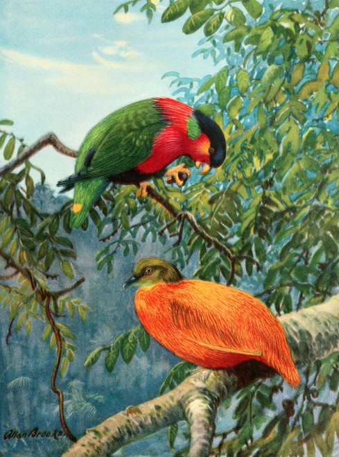 Digital Print - Fijian lory and orange dove by Allan Brooks