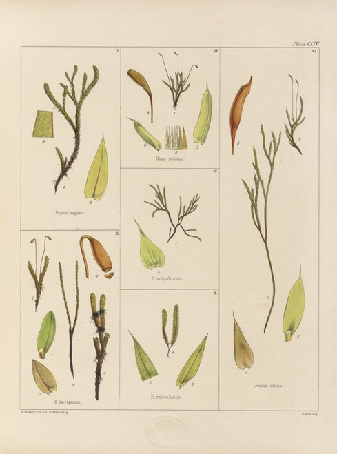 Digital Print - Cryptogamic botany of the Antarctic voyage of H.M. Discovery ships Erebus and Terror in the years 1839 Pl.28 by Walter Hood Fitch