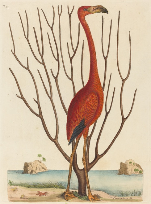 Digital Print - The Flamingo (Phoenicopterus ruber) by Mark Catesby