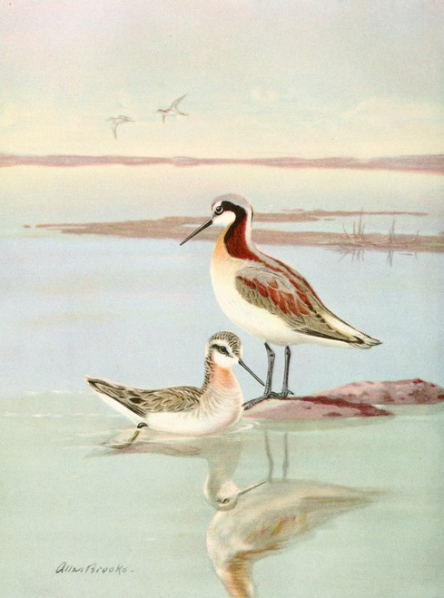 Digital Print - Wilson's phalarope by Allan Brooks