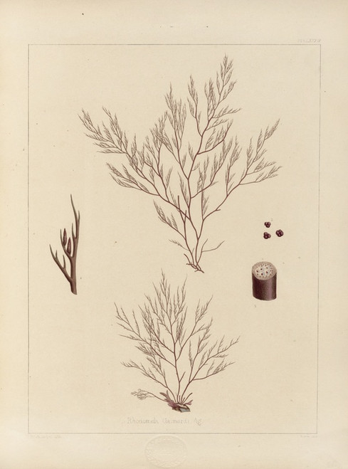 Digital Print - Cryptogamic botany of the Antarctic voyage of H.M. Discovery ships Erebus and Terror in the years 1839 Pl.54 by Walter Hood Fitch
