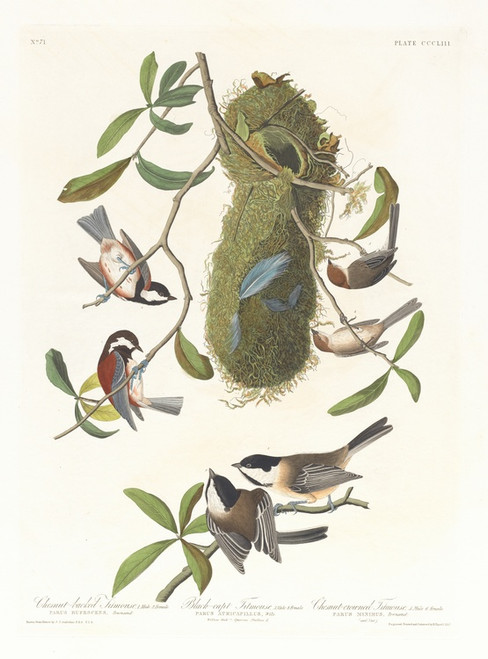 Digital Print - Chestnut-backed titmouse. Black-capt titmouse. Chestnut-crowed titmouse by John James Audubon