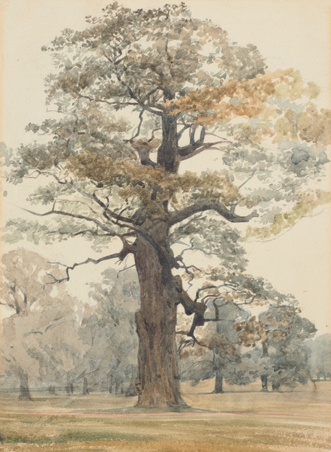 Digital Print - Oak in Kettlestone Park by James Crowe Richmond