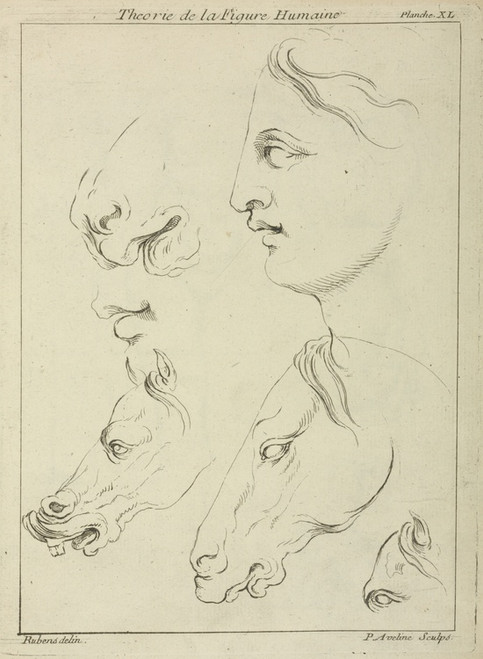 Digital Print - Horses' heads and human head in profile, with detail of horse's eye and nose by Peter Paul Rubens