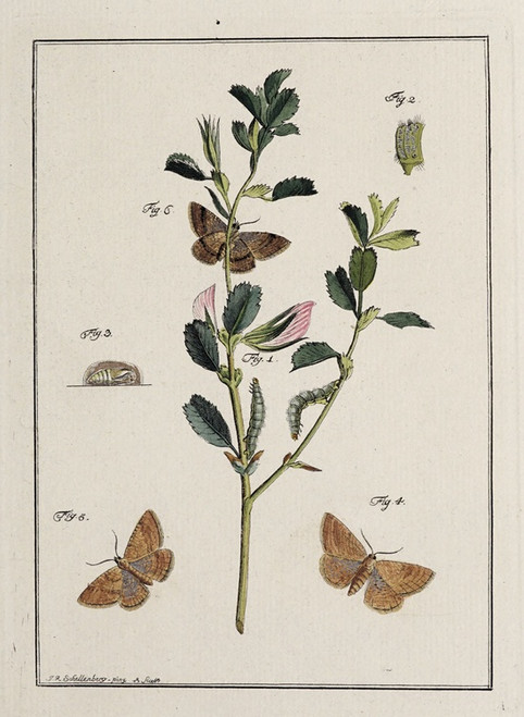 Digital Print - Archives de l'histoire des insectes Pl.17 by Johann Caspar Fuessli
