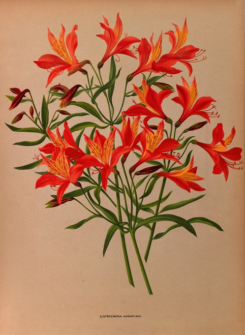 Digital Print - Alstroemeria Aurantiaca by Arentina Hendrica Arendsen