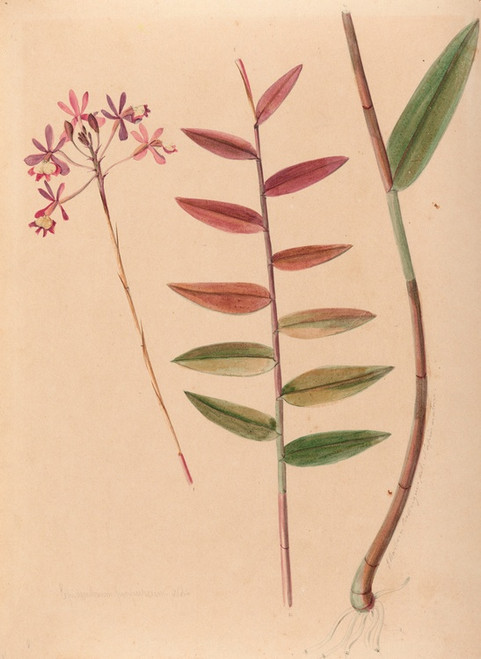 Digital Print - Iconographie des orchidees du Bresil Pl.30 by Joo Barbosa Rodrigues