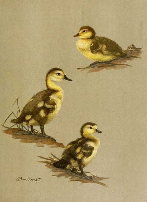 Digital Print - Downy Young Of Red-Head, Canvas-Back, Ring-Necked Duck by Allan Brooks