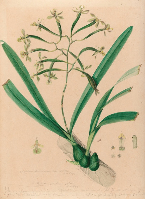 Digital Print - Iconographie des orchidees du Bresil Pl.06 by Joo Barbosa Rodrigues