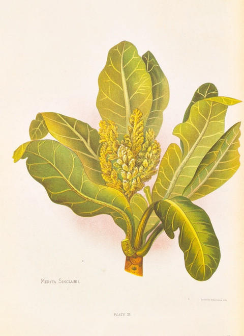 Digital Print - Meryta Sinclairii by Georgina Burne Hetley