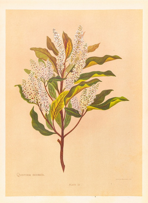 Digital Print - Quintinia Serrata by Georgina Burne Hetley