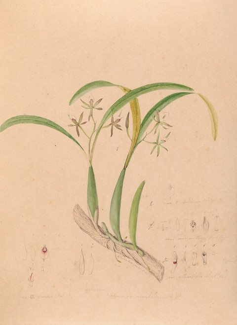 Digital Print - Iconographie des orchidees du Bresil Pl.16 by Joo Barbosa Rodrigues
