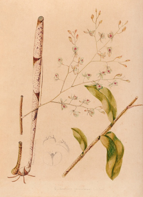 Digital Print - Iconographie des orchidees du Bresil Pl.38 by Joo Barbosa Rodrigues