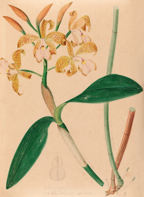 Digital Print - Iconographie des orchidees du Bresil Pl.46 by Joo Barbosa Rodrigues