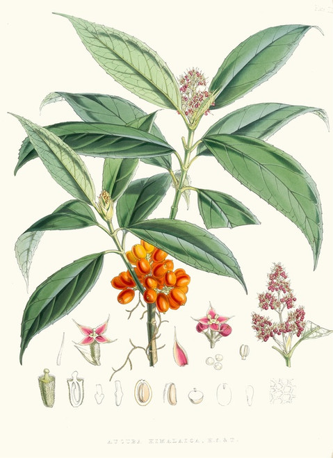 Digital Print - Aucuba Himalaica, H.f. et T. by Walter Hood Fitch