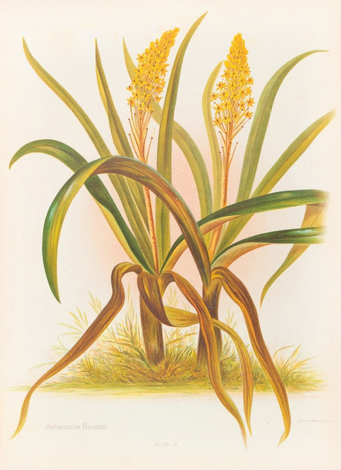 Digital Print - Anthericum Hookeri by Georgina Burne Hetley