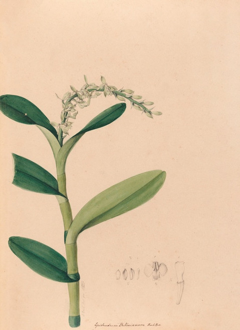 Digital Print - Iconographie des orchidees du Bresil Pl.23 by Joo Barbosa Rodrigues