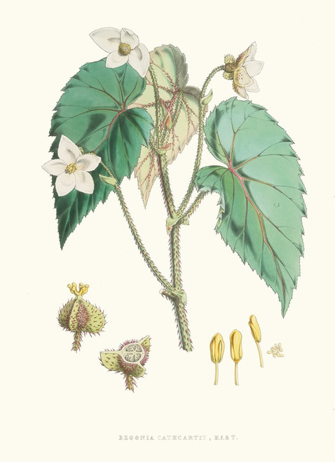 Digital Print - Begonia Cathcartii, H. f. et T. by Walter Hood Fitch
