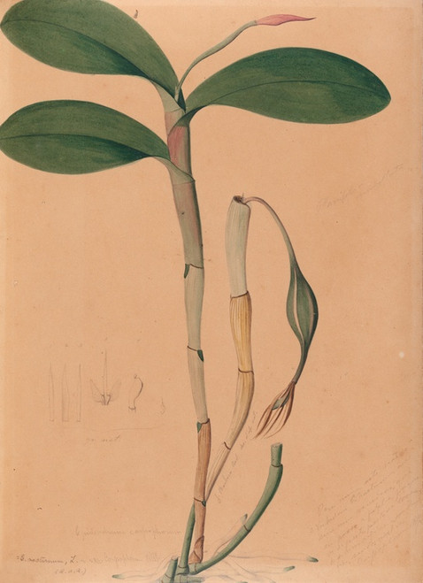 Digital Print - Iconographie des orchidees du Bresil Pl.31 by Joo Barbosa Rodrigues